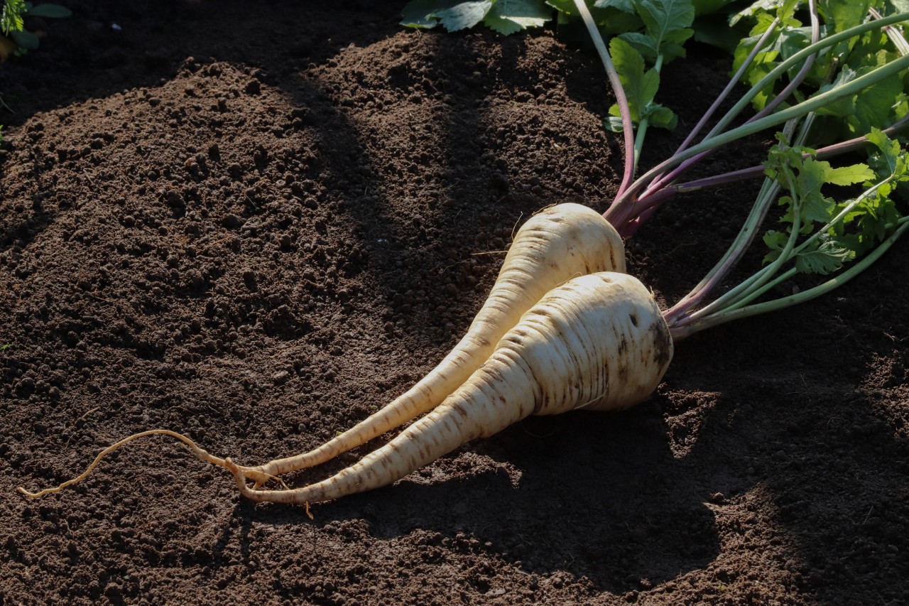 Pastinaken in einem Beet