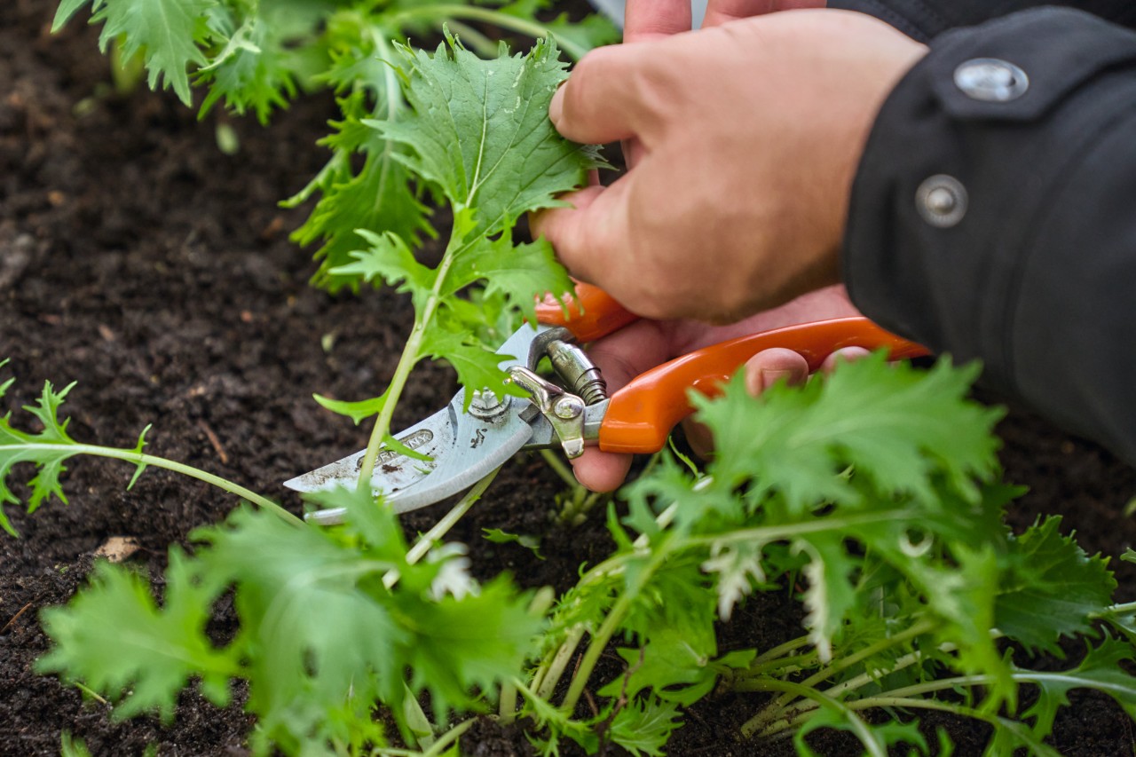 Eine Person schneidet mit einer Gartenschere Rucola ab