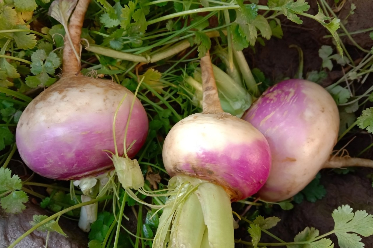 Drei Steckrüben auf einem Beet