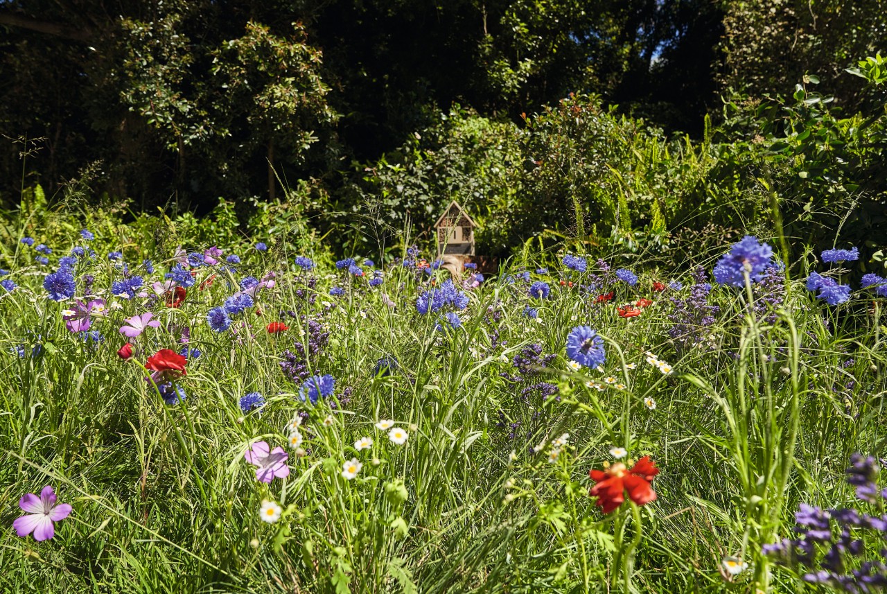 Blühende Wildblumenwiese mit Mohn und Kornblumen, im Hintergrund sind Bäume 