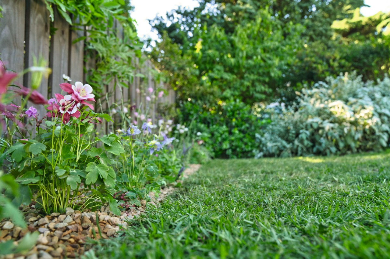 Zwischen Rasen und Holzzaun befindet sich ein Blühstreifen, im Hintergrund Gartensträucher