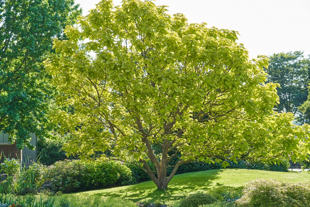 Grüner Baum im Garten