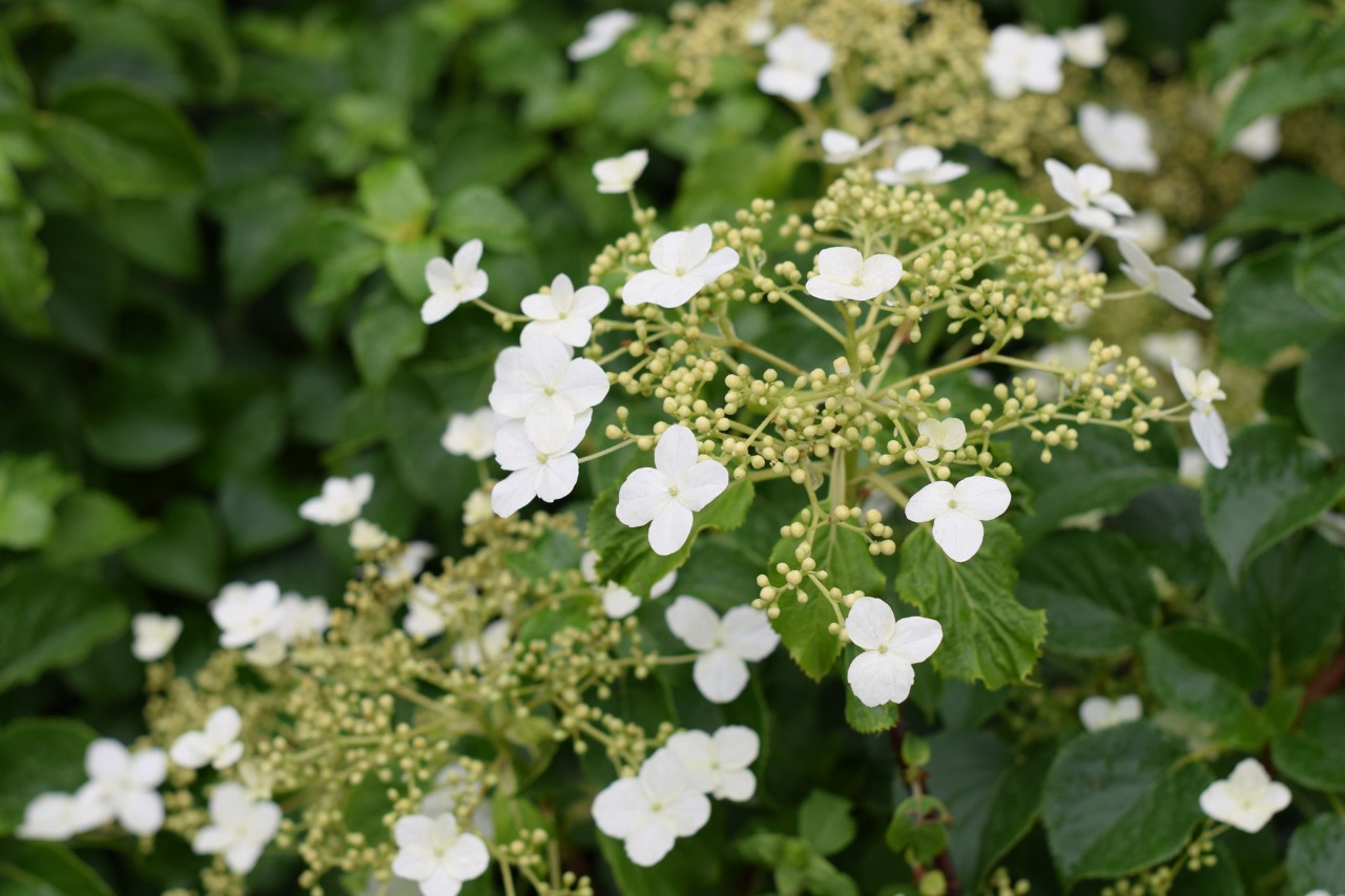 Nahaufnahme von weißen Blüten, hellen Knospen und grünen Blätter einer Kletterhortensie