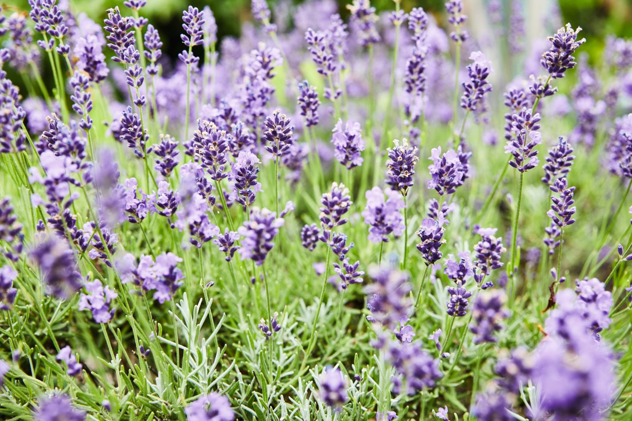 Französischer Lavendel