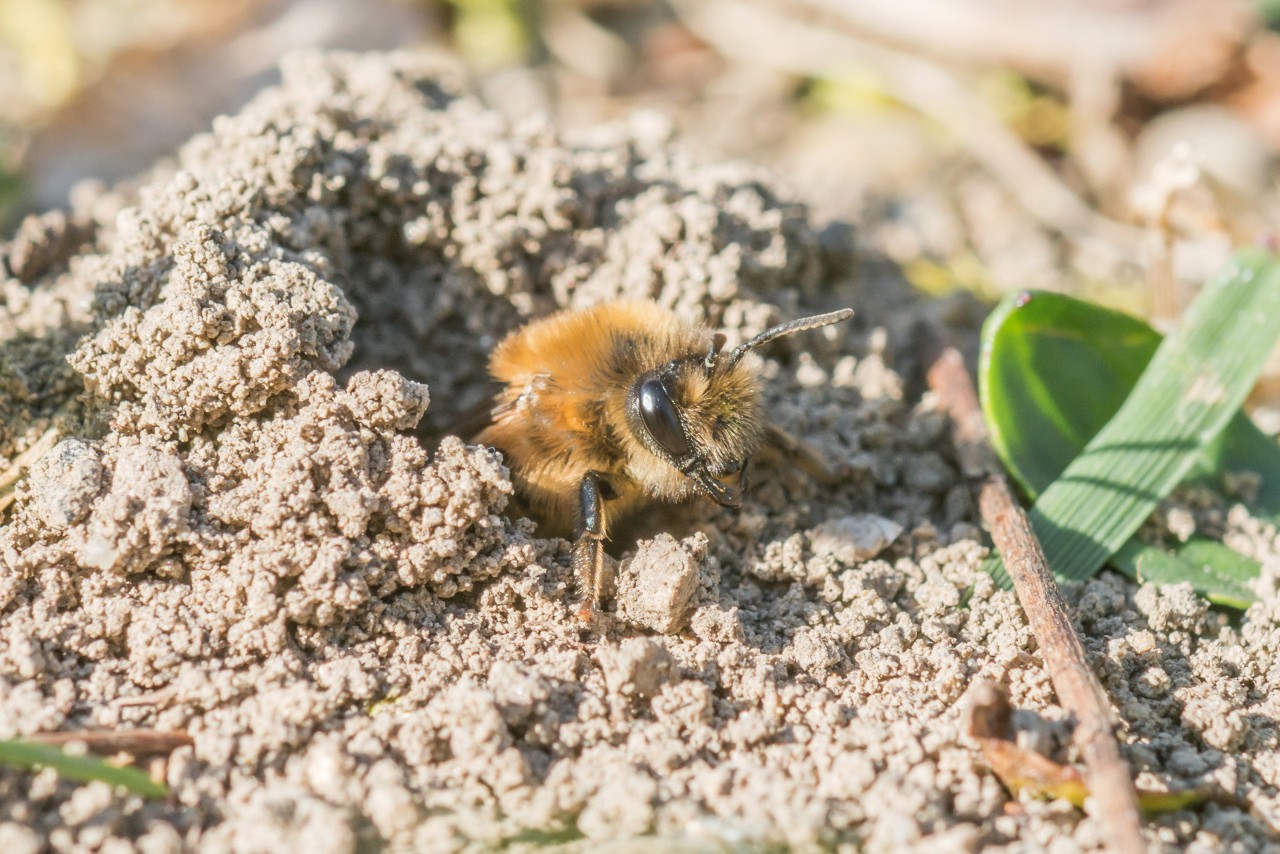 Nahaufnahme einer Bergbaubiene in ihrem Loch im Sandboden