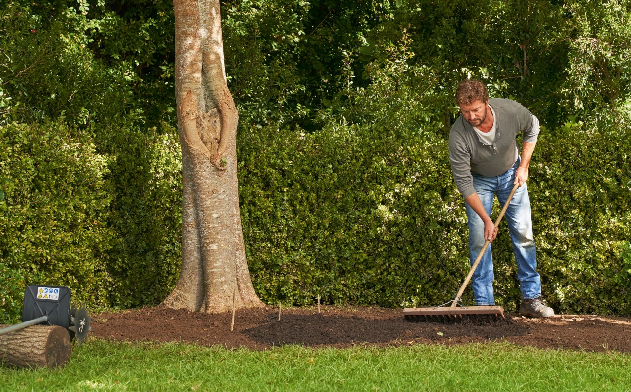 Mann arbeitet mit einer Harke Humus in Erde neben einem Baum ein