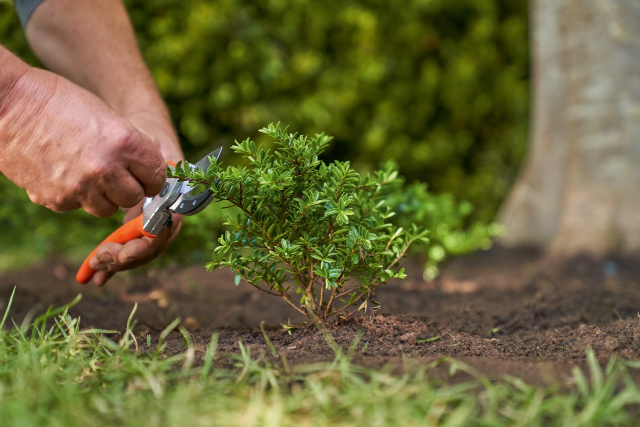 Mit einer Gartenschere wird ein verholzender Bodendecker zurückgeschnitten