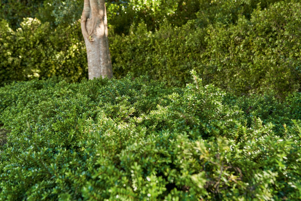 Nahaufnahme grüner Bodendecker unter einem Baum