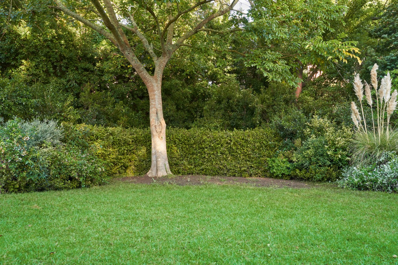 Nackte Erde ohne Bodendecker unter einem Baum, davor grüner Rasen, im Hintergrund Hecken