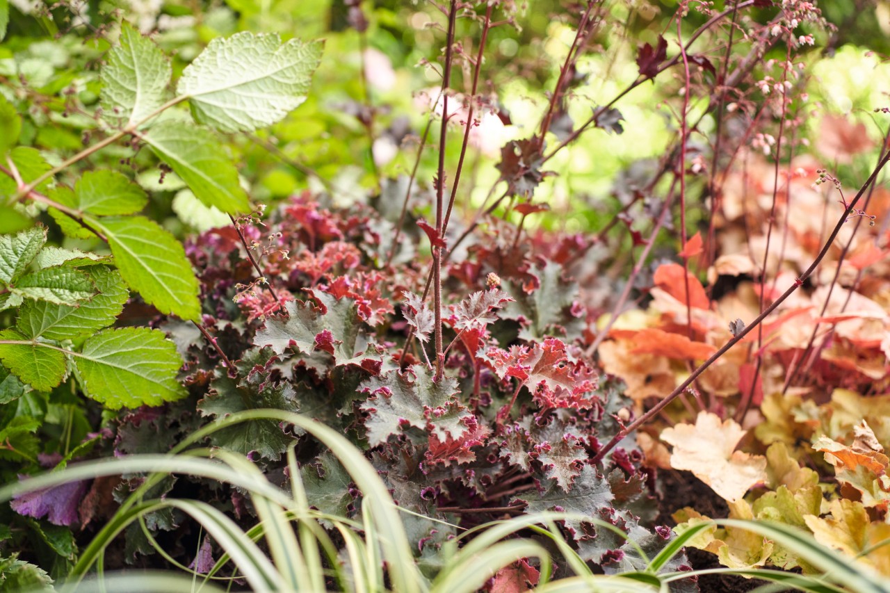 Purpurglöckchen im Schattengarten