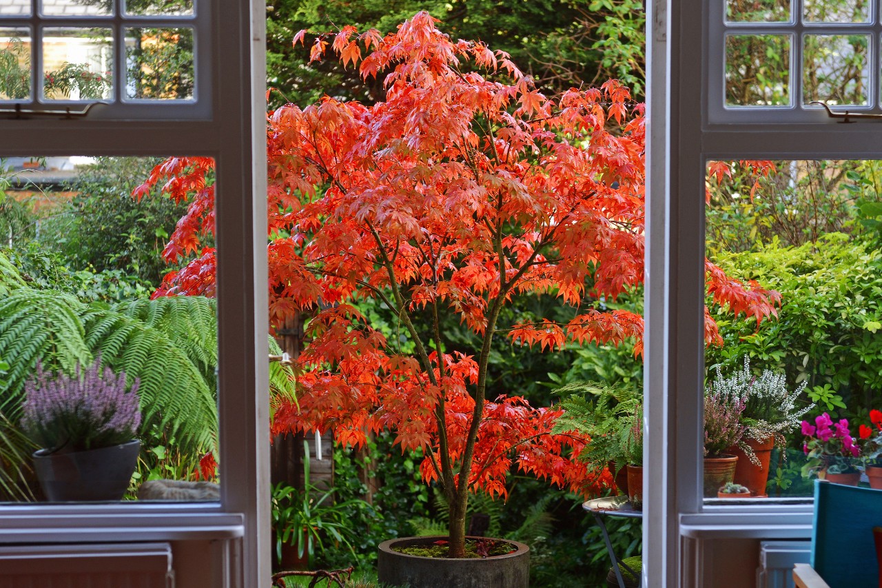 Blick von einer Veranda auf einen japanischen Ahorn in einem kleinen Garten