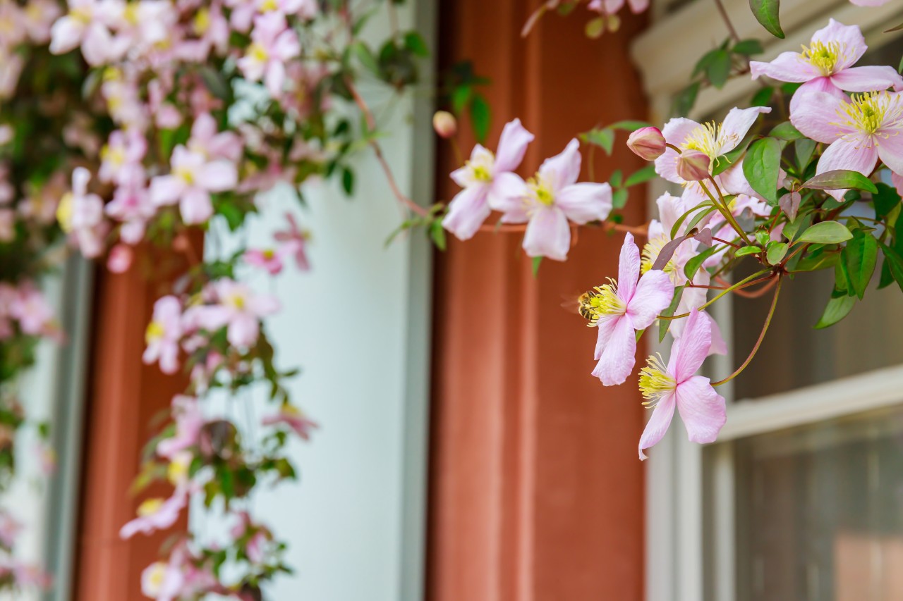 Clematis an einer Hauswand