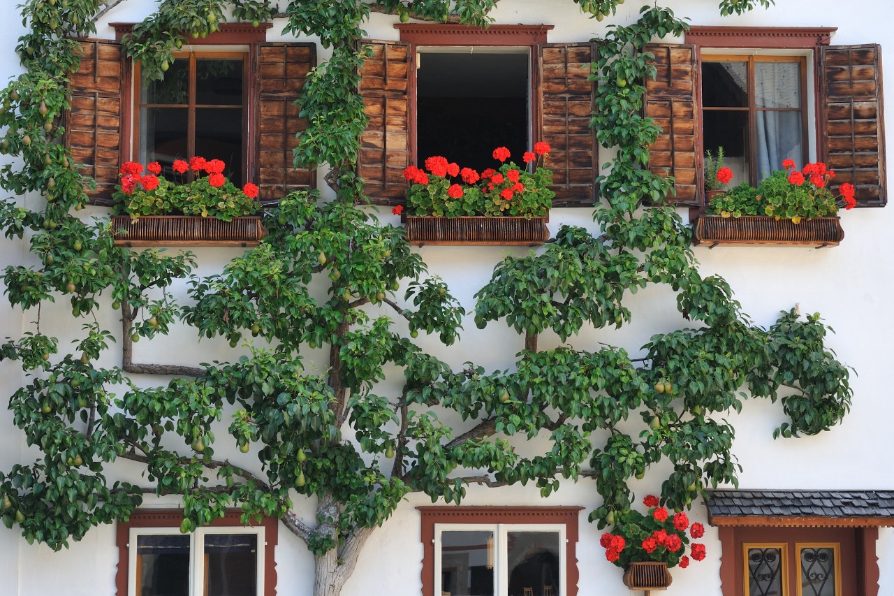 Ein Spalierbaum wächst an der Fassade eines Hauses mit Blumenkästen in den Fenstern