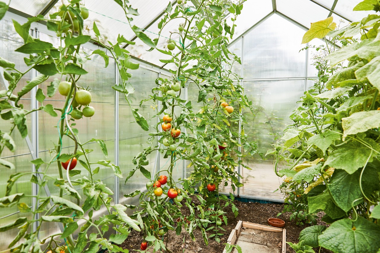 Hohe Tomatenstauden in einem Gewächshaus