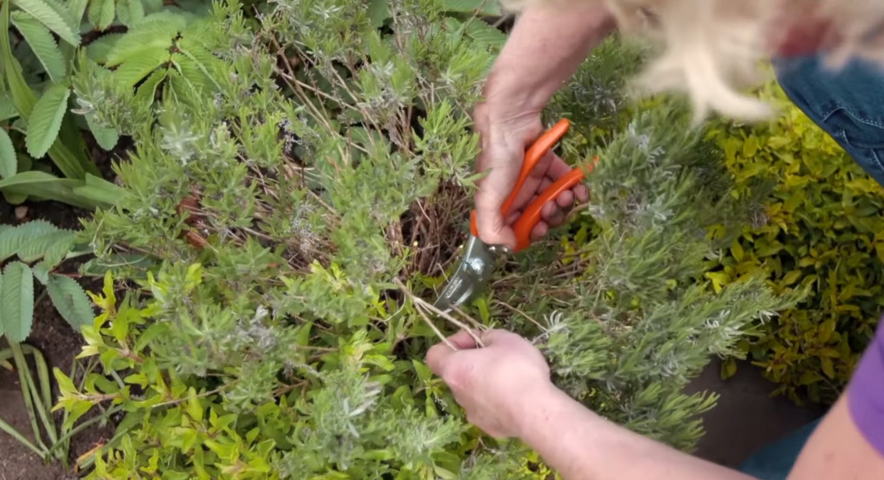 Mit der Gartenschere werden im Garten im Frühjahr Zweige von einem Strauch abgeschnitten