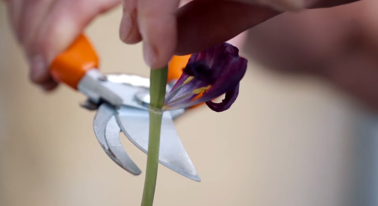 Mit der Gartenschere wird im Frühjahr ein Blumenstängel abgeschnitten