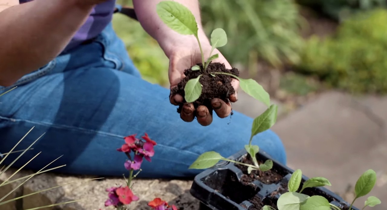 Setzlinge werden im Frühjahr im Garten eingepflanzt