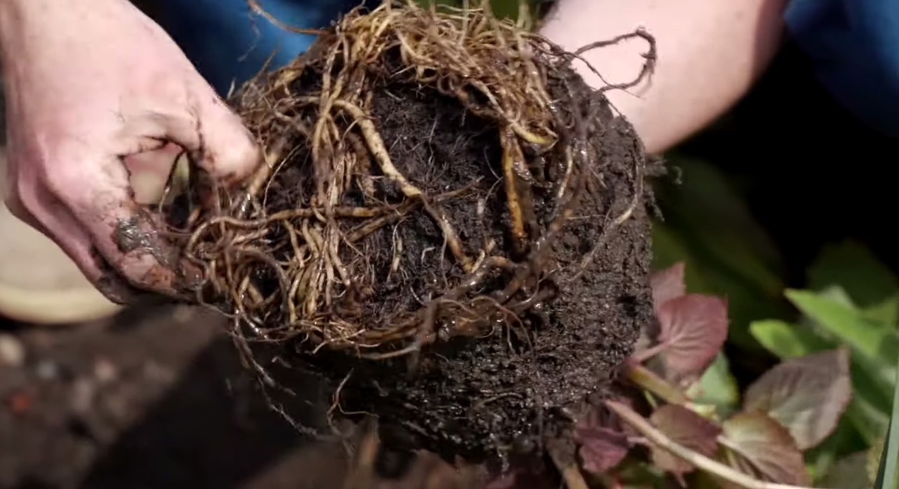Mit Wurzeln durchzogener Erdballen einer Pflanze beim Umtopfen im Frühjahr