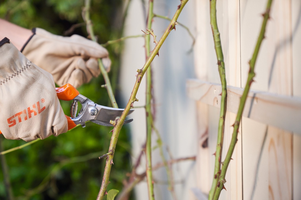 Jemand schneidet Rosen mit einer Gartenschere STIHL Bypass PG 20