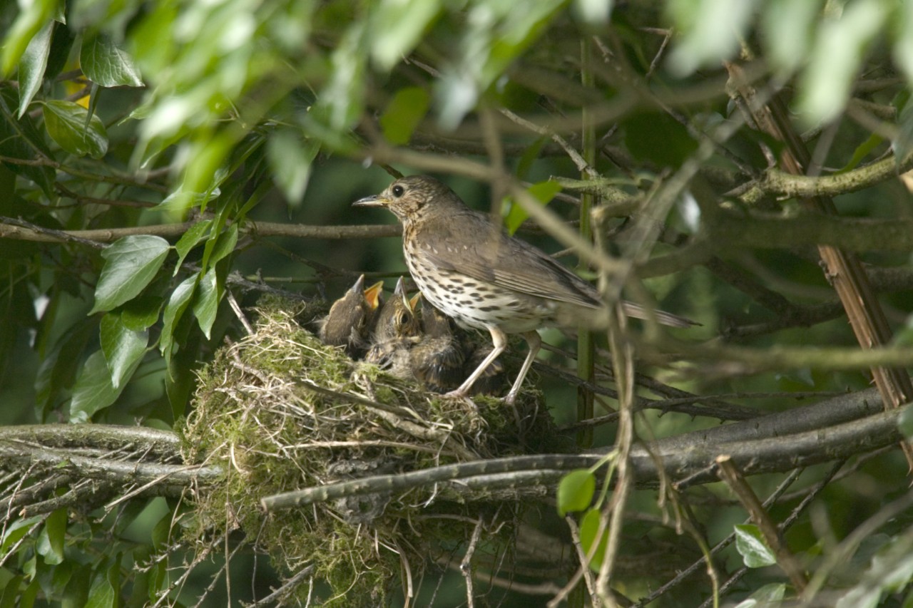 Eine Singdrosselmutter füttert ihre hungrigen Küken im Nest