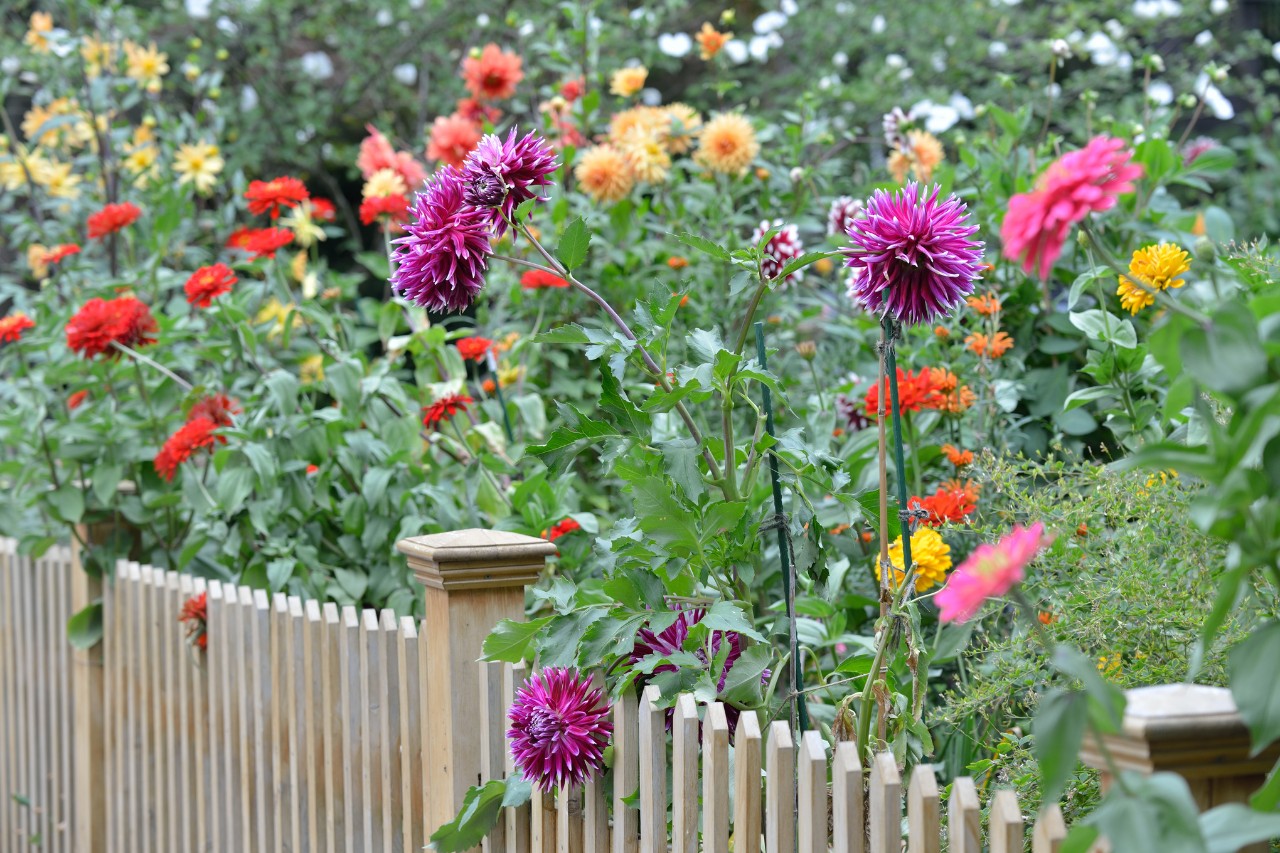 Bunt blühende Dahlien hinter einem hölzernen Gartenzaun