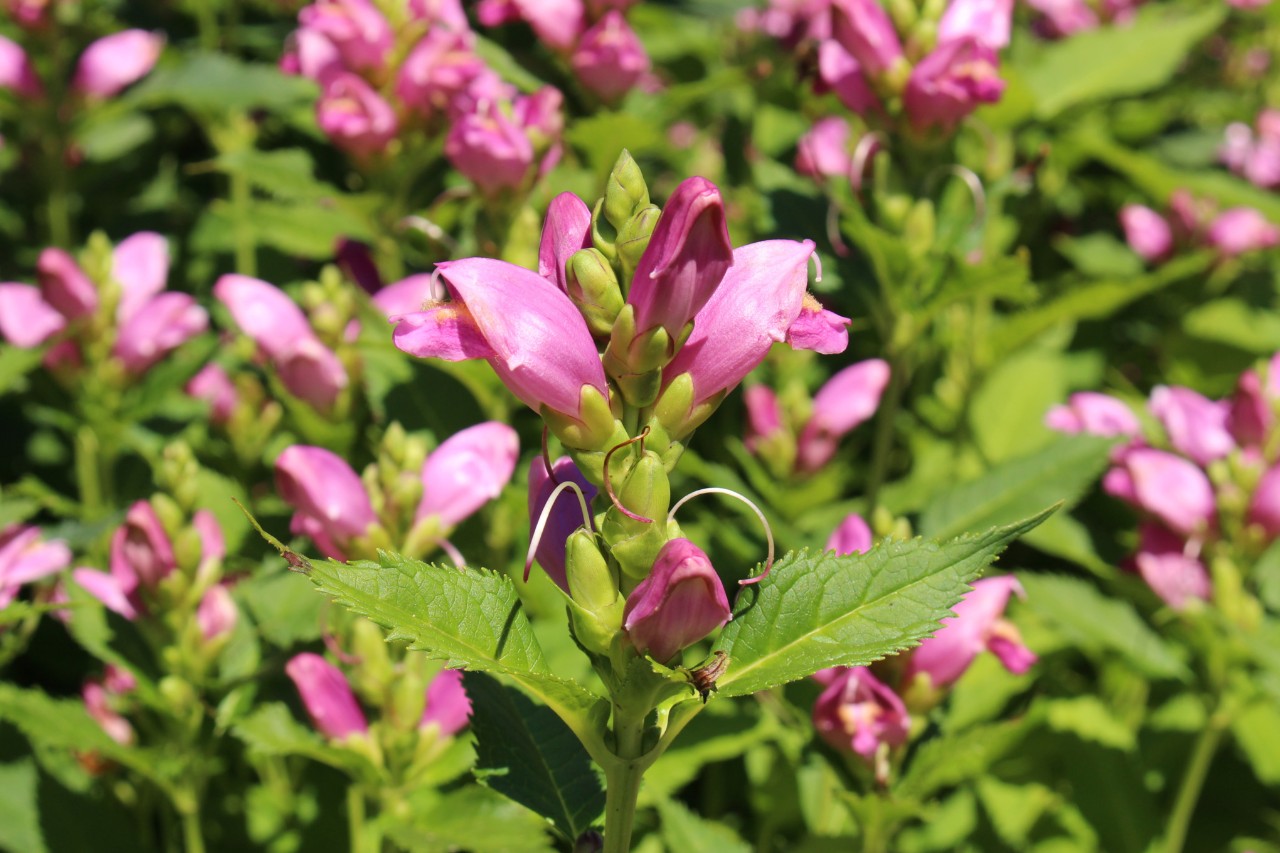 Blühende Schildblumen