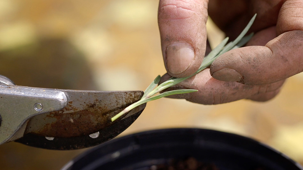 Nahaufnahme eines grünen Stengels, der mit Gartenschere bearbeitet wird