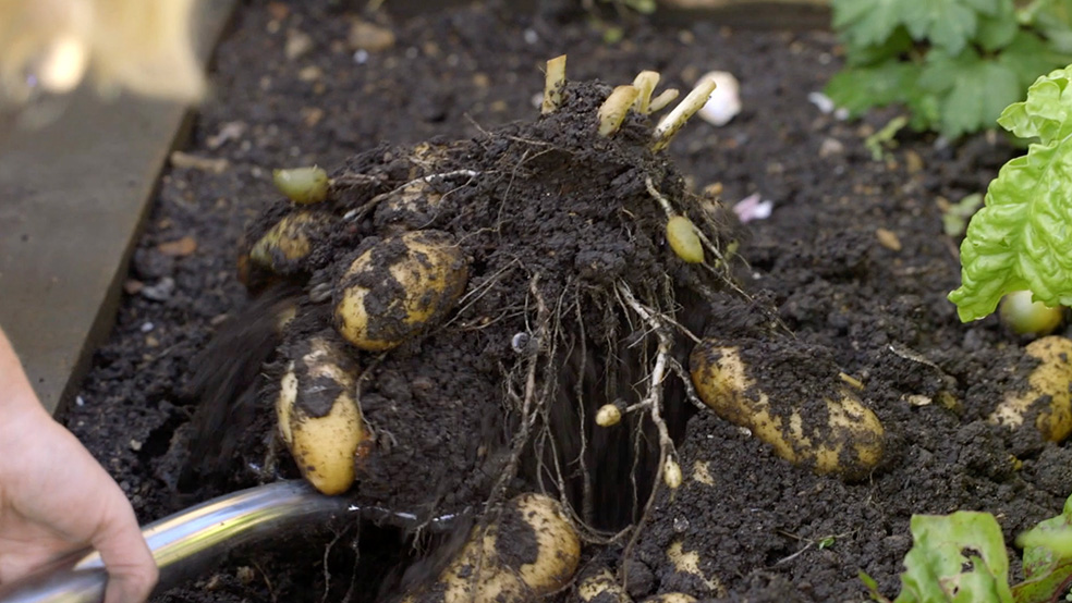 Bei der Gartenarbeit im Sommer werden Kartoffeln mit einem Spaten aus einem Beet gehoben