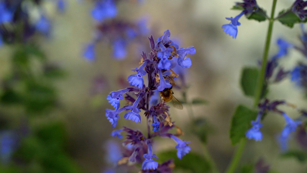 Nahaufnahme einer Biene auf einer lilafarbenen Günselblüte