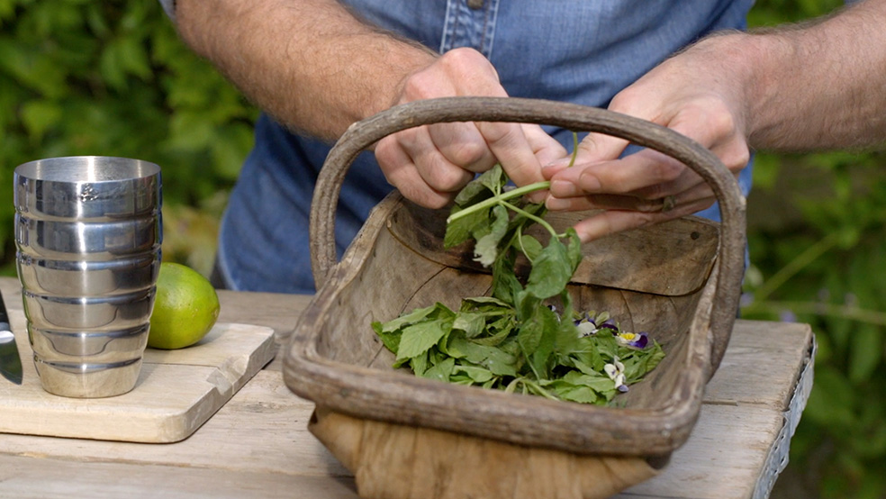  Person untersucht bei der Gartenarbeit im Sommer geerntete Kräuter in einem Korb