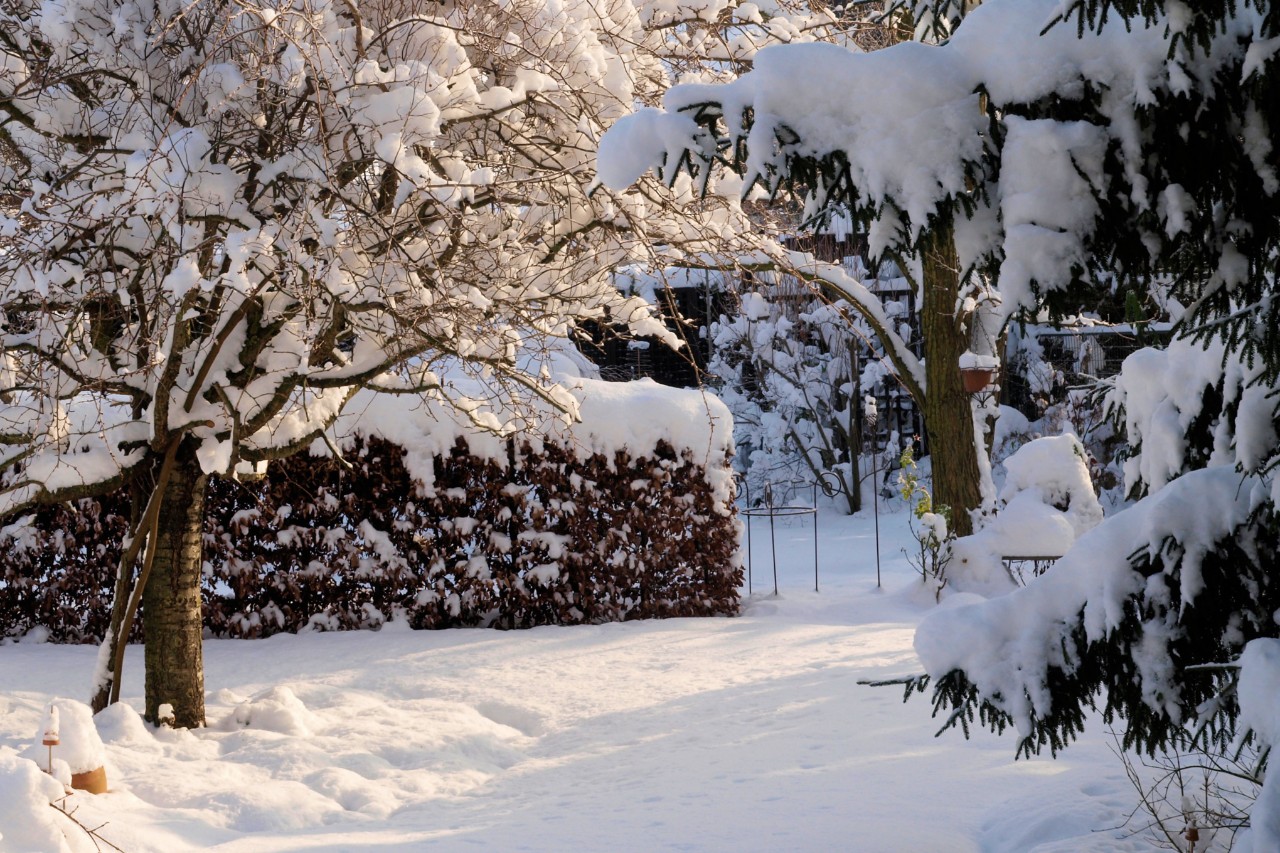 Schneebedeckter Garten im Winter an einem sonnigen Tag