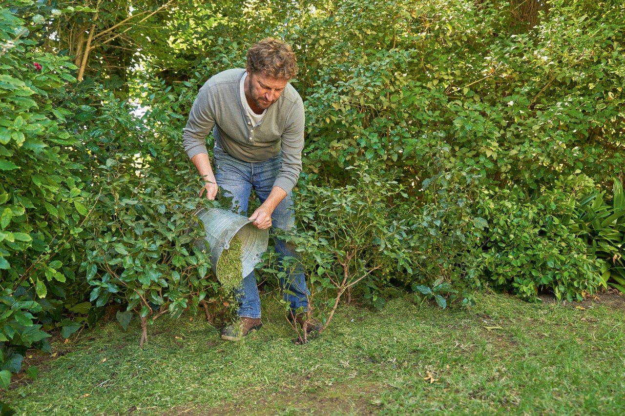Mann bedeckt den Boden zwischen zwei kleinen Sträuchern im Garten mit Rasenschnitt aus einem Metalleimer