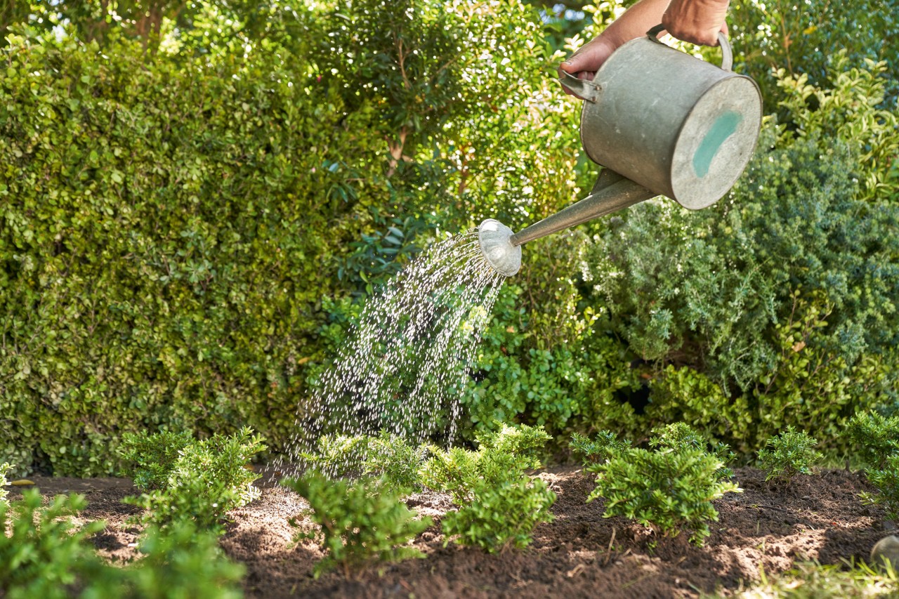 Mit einer Metall-Gießkanne werden kleine Gartenpflanzen vor einer Hecke gegossen