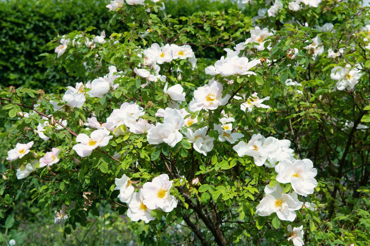 Grüner Busch mit den weißen Blüten von Wildrosen