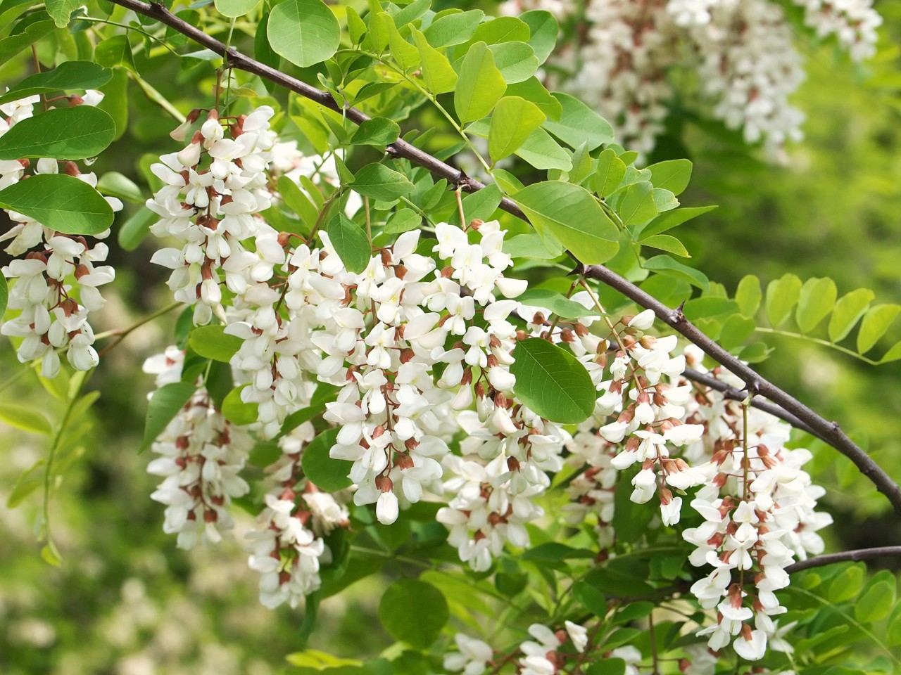 Weiße Blüten am Ast einer Robinie