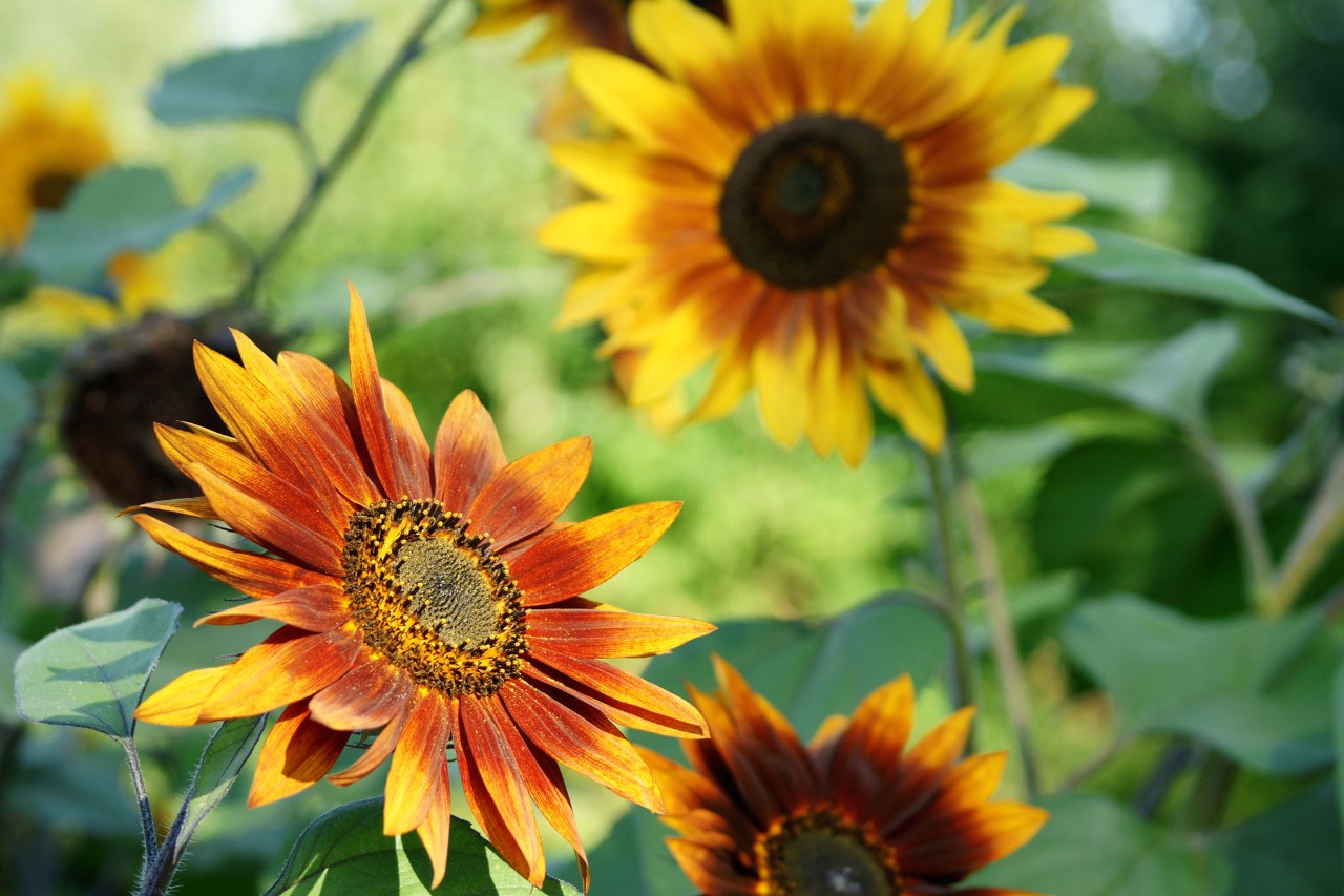 Nahaufnahme von gelb-dunkelroten Köpfen von Sonnenblumen