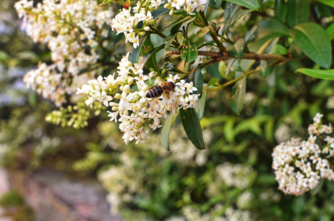 Nahaufnahme einer Biene auf den weißen Blüten eines Ligusterstrauchs