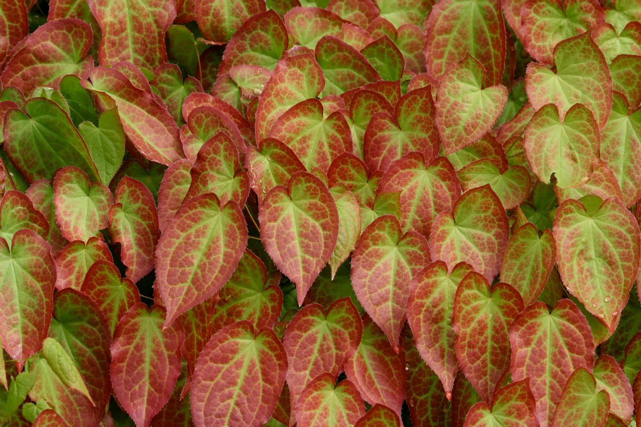 Nahaufnahme der rot-grün gemusterten Blätter der Garten-Elfenblume