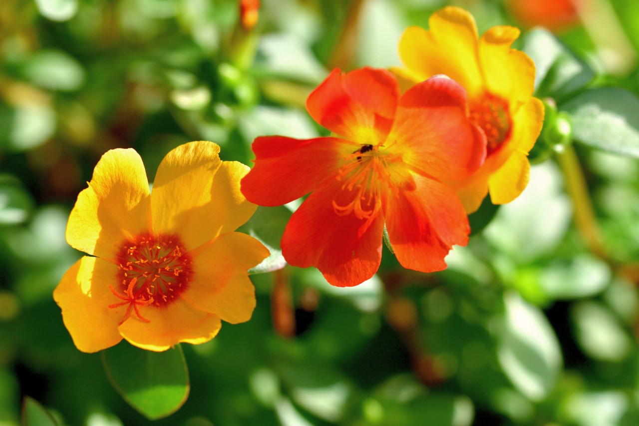 Naufnahme von zwei gelb-roten Blüten des Portulakröschens