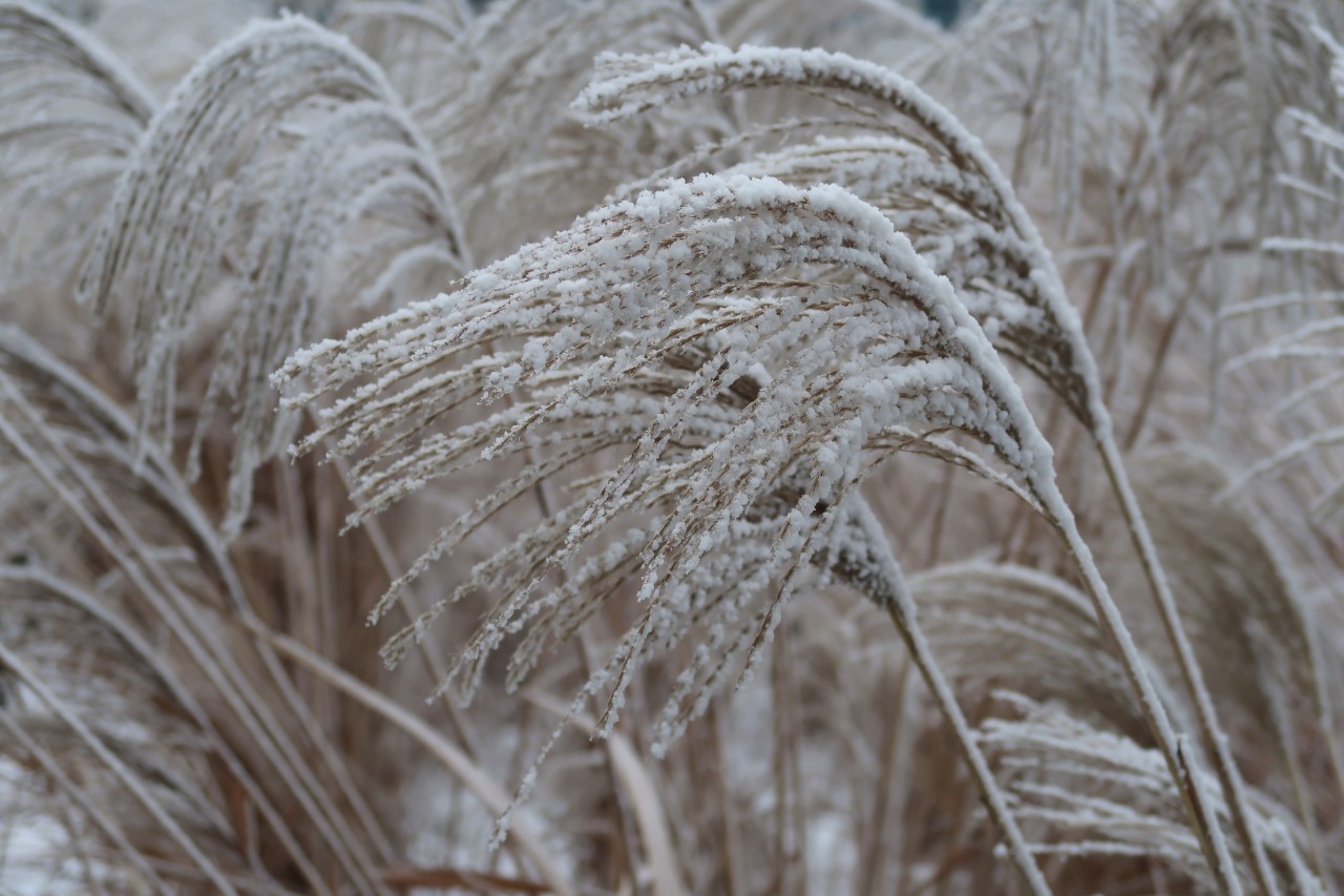 Schneebedecktes Ziergras