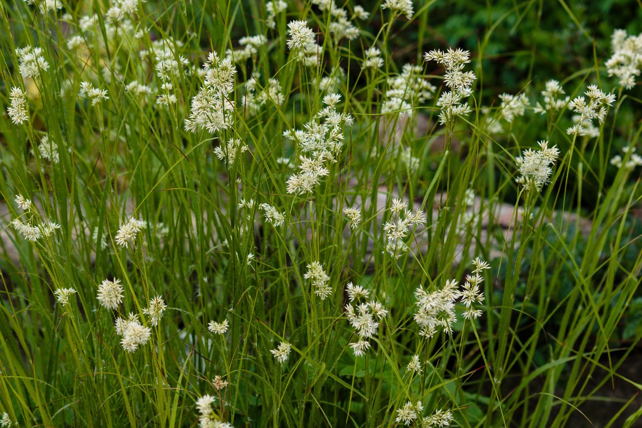 Immergrünes Ziergras in einem Garten
