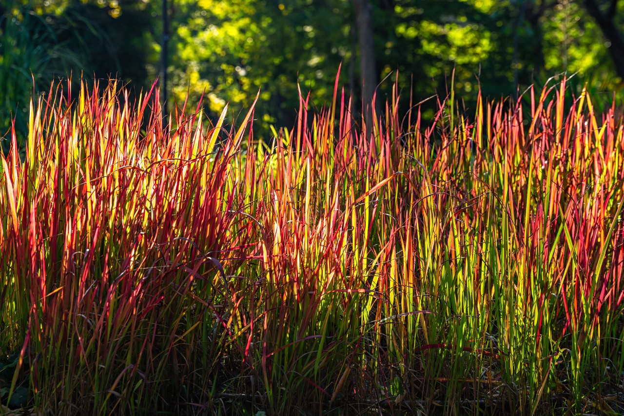 Japanisches Blutgras in der Abendsonne