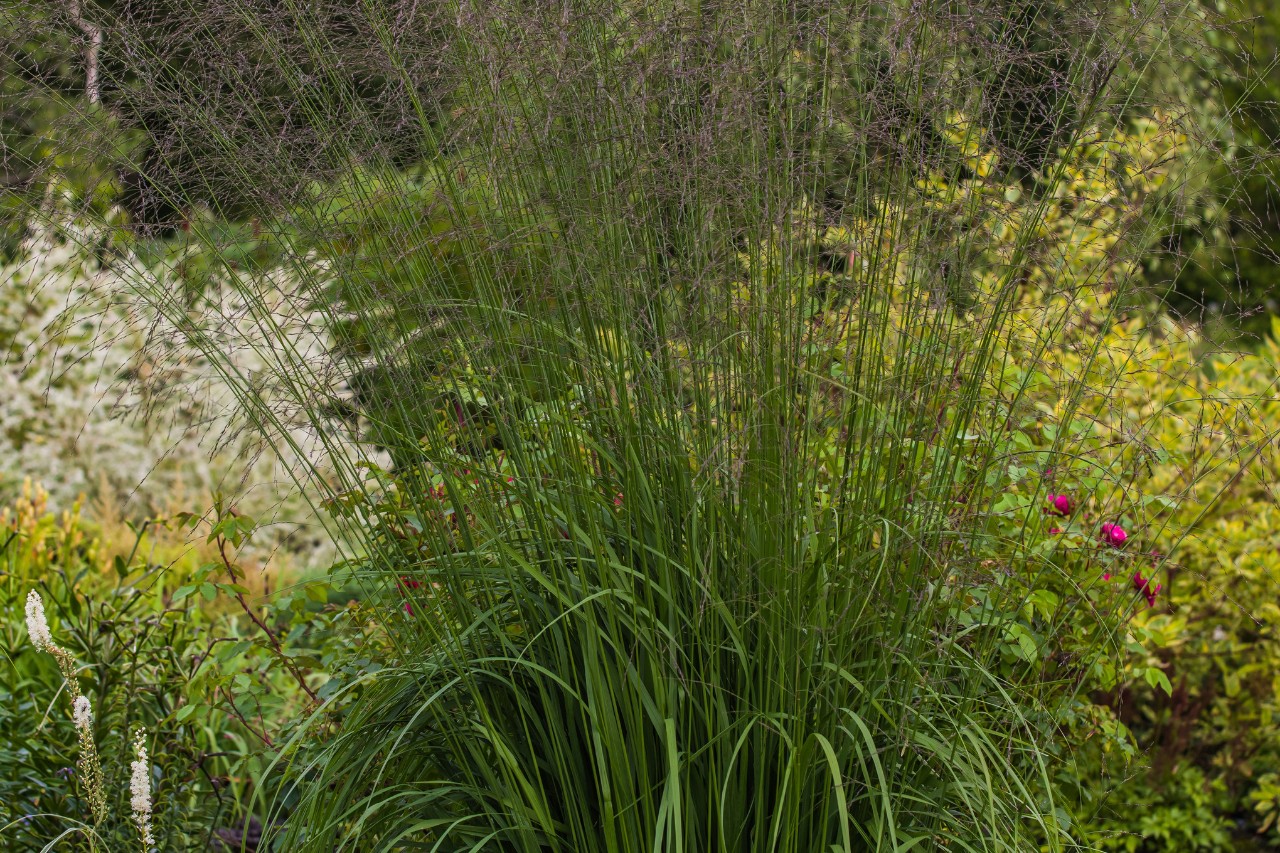 Hohes Pfeifengras in einem Garten