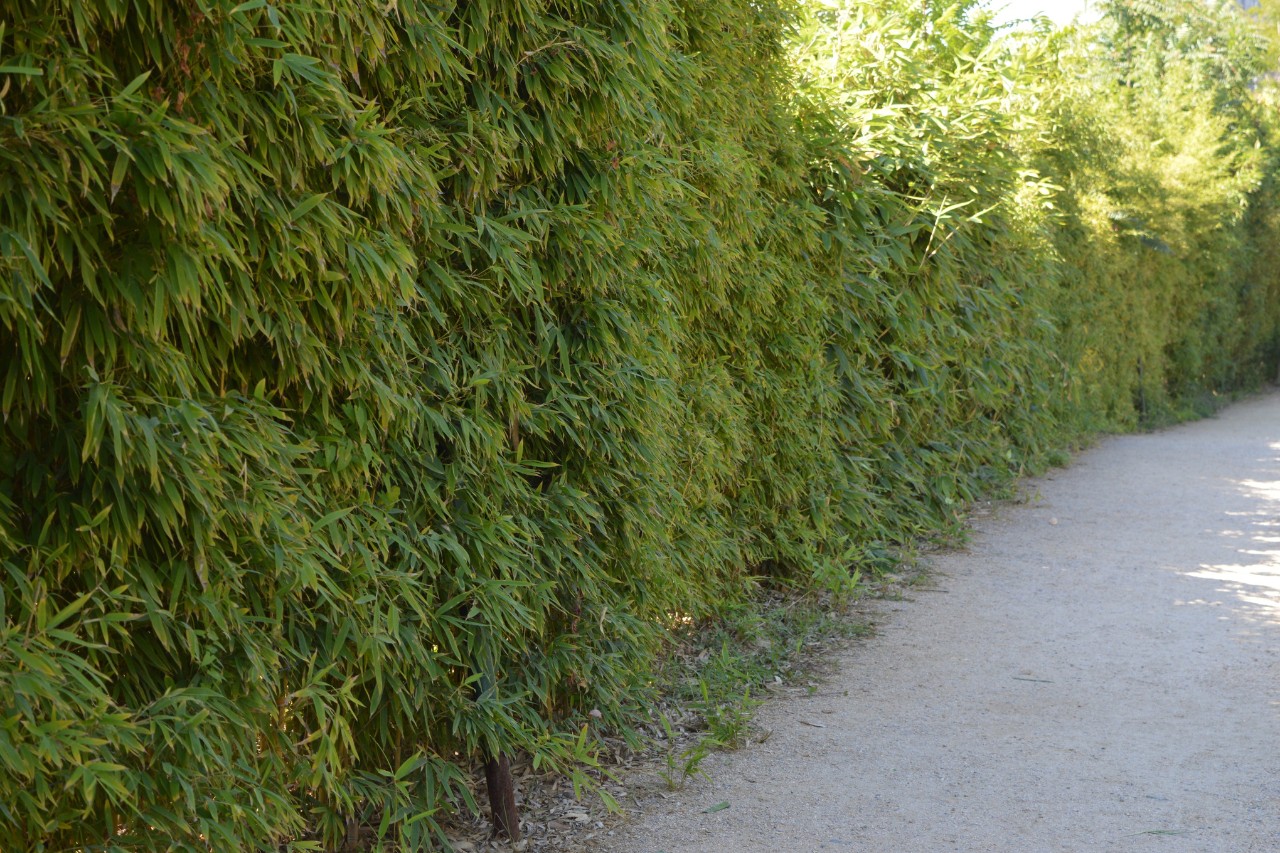 Gartenbambus-Hecke an einem Weg