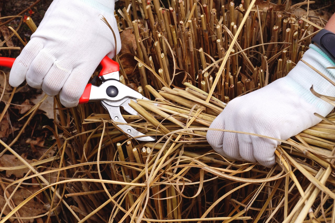 Nahaufnahme, wie jemand mit weißen Arbeitshandschuhen Ziergras mit einer Gartenschere schneidet