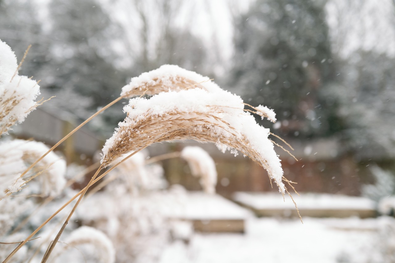 Von Schnee bedecktes Chinaschilf