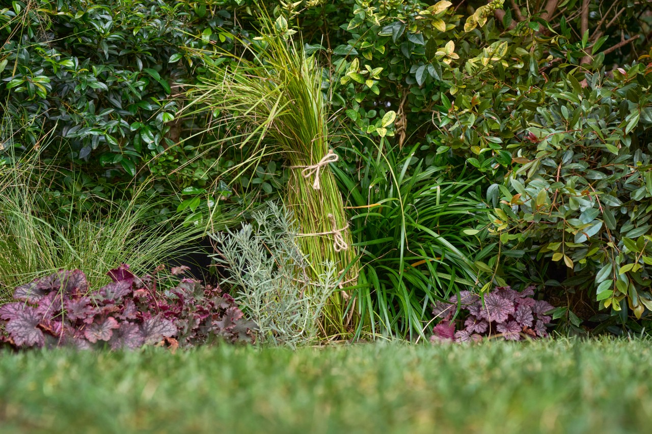 Zusammengebundene Ziergräser im Garten vor einer Hecke, im Vordergrund Rasen