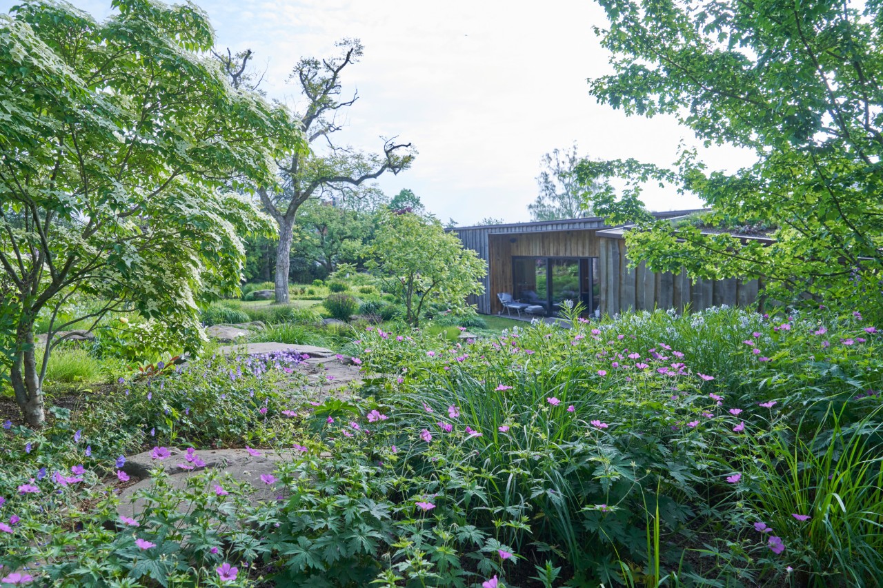Hanggarten mit wuchernden, lila blühenden Pflanzen und Holzhaus im Hintergrund