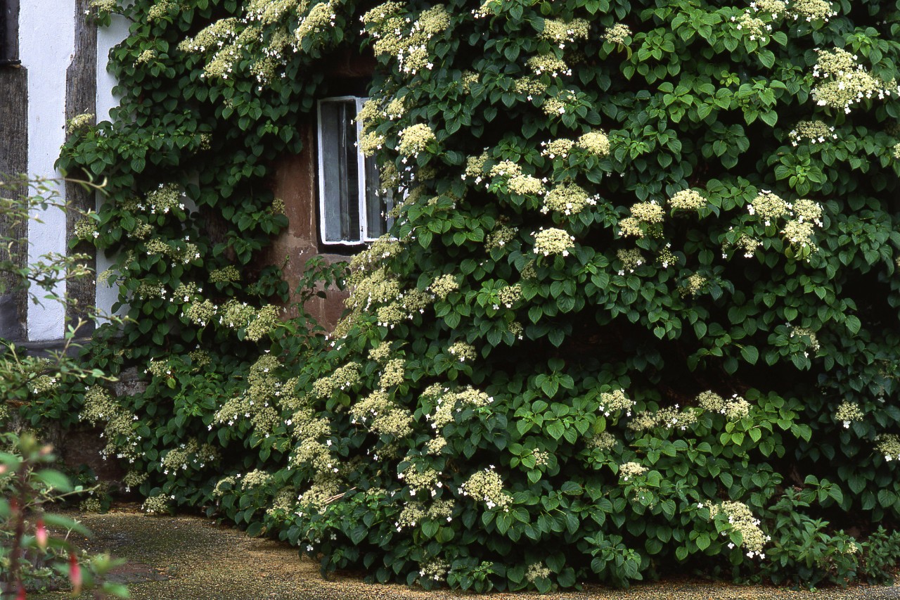 Blühende Kletterhortensie überwuchert eine Hauswand