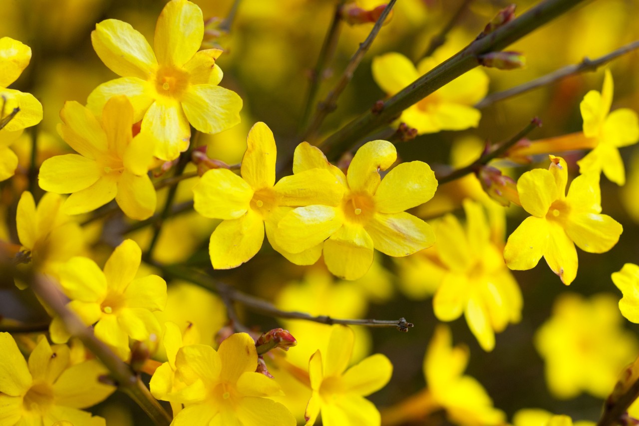 Blühender Winterjasmin